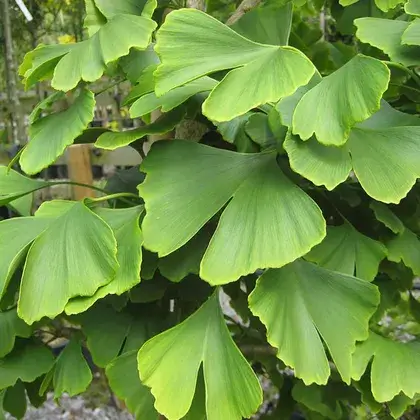 #1. Листья гинкго билоба